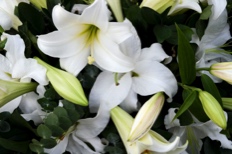 lillies